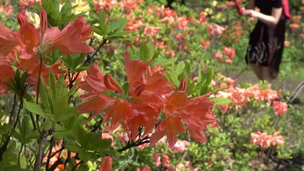 Kiev Ukraina Maj 2018 Blommor Orange Japansk Rhododendron Vårdag Och — Stockvideo