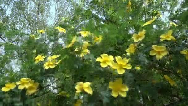 Amarelo Jasmim Num Dia Ventoso Primavera Close — Vídeo de Stock