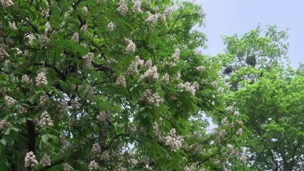 Een Bloeiend Kastanje Boom Populieren Tegen Hemel Zijn Zwaaiend Wind — Stockvideo