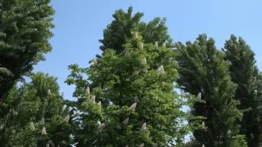 Rüzgar sallıyor kısımları bir kestane ve kavak gökyüzü, bahar, güneşli gün