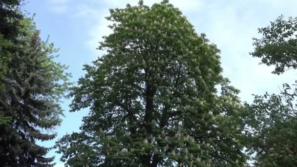 Castaño Alto Contra Cielo Primavera — Vídeo de stock