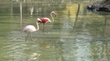 Flamingo göl güneşli bir Hayvanat Bahçesi