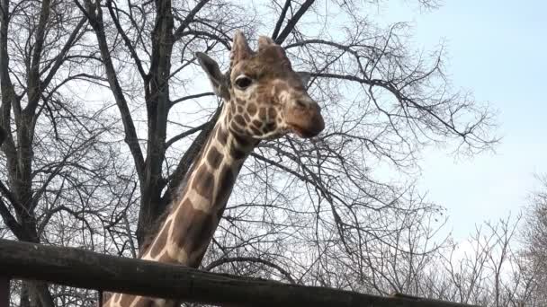 Cabeza Jirafa Contra Los Árboles Del Zoológico — Vídeo de stock