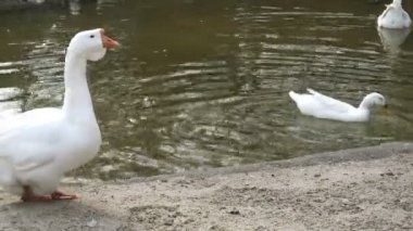 Kaz gölet kıyı yürür