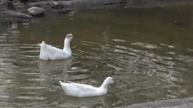 Gölde yüzmeye beyaz ördek