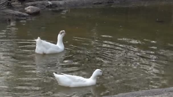 White Ducks Swimming Pond — Stock Video