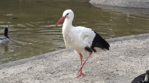 Ein Weißstorch Schlendert Teich Entlang Wasser Schwimmt Eine Ente — Stockvideo