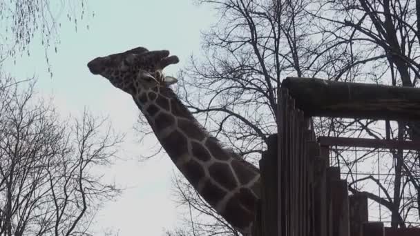 Jirafa Asomándose Por Valla Zoológico Día Primavera — Vídeo de stock