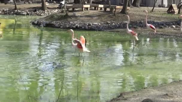 Flock Flamingos Running Water Lake Sunny Day — Stock Video