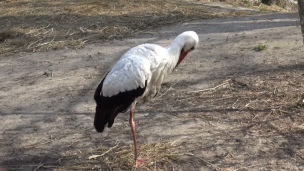 White Stork Standing Ground Sunny Day — Stock Video