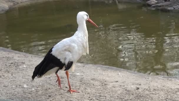 Ein Storch Steht Ufer Eines Sees — Stockvideo