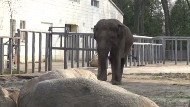 Genç bir fil bir açık Hayvanat Bahçesi kasa içine bir yaz gününde yürür. Ön planda taş kayalar vardır. Filin arkasında bir çit, bina ve yeşil iğne yapraklı ağaçlar işte. Güneşli gün.