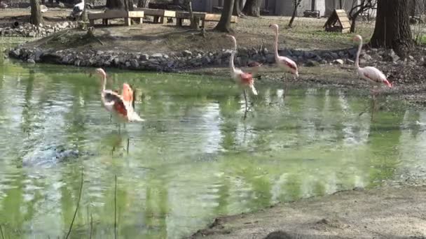 Vita Flamingos Viftar Med Vingarna Och Löper Genom Vattnet Sjön — Stockvideo