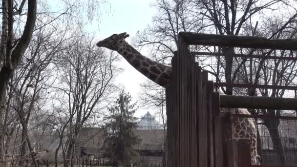 Girafe regardant hors de la clôture dans le zoo un jour de printemps 