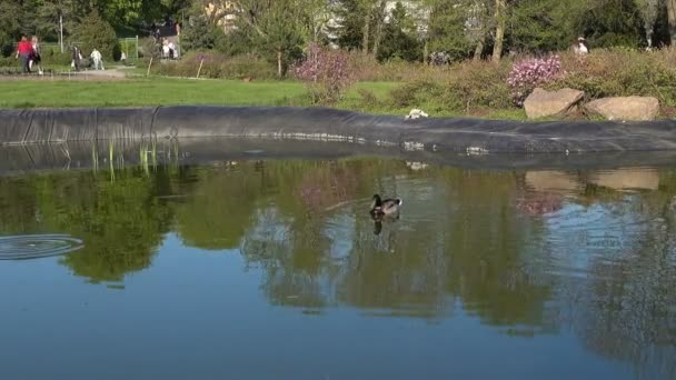 Wild Duck Swims Pond Park People Resting Park Spring Sunny — Stock Video