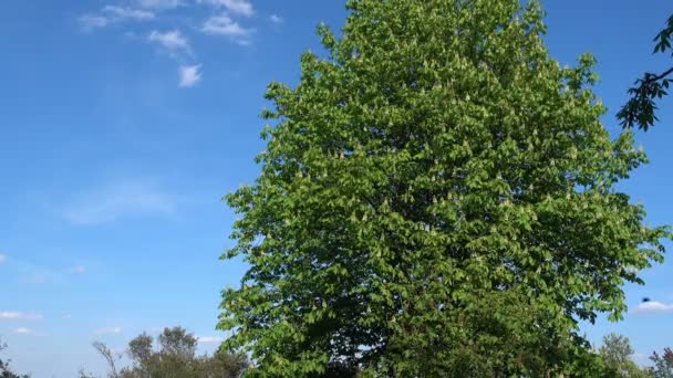 Ett Träd Med Kastanj Mot Himlen Börjar Blomma — Stockvideo