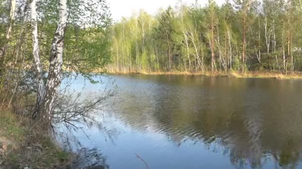 Quelle Fluss Bäume Mit Jungen Blättern Schwanken Vor Dem Starken — Stockvideo