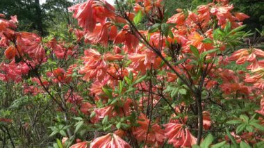 Mollis Azalea, çiçekler, çiçek güneşli bir closeup