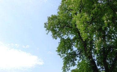 Gökyüzüne karşı yüksek ağaç çiçek açan kestane