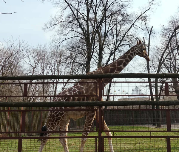 Une Grande Girafe Dans Enceinte Ouverte Zoo Une Grande Girafe — Photo