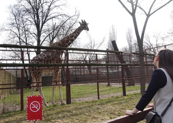 Kiev Ukraine 1Er Mai 2018 Fille Regarde Girafe Zoo Jour — Photo