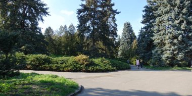 Eski park güneşli bir bahar iğne yapraklı ağaçlar ile. Park avenue insanlar yürüyüş