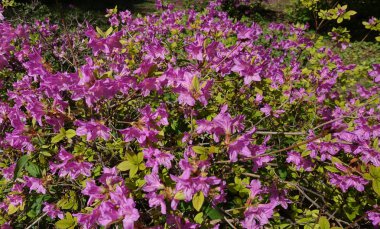 Muhteşem bloom, pembe ormangülü bahar bahçesinde bir çalı. Ormangülü poukhanense Levl