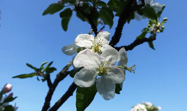 Bloem Van Appelboom Een Achtergrond Van Blauwe Hemel — Stockfoto