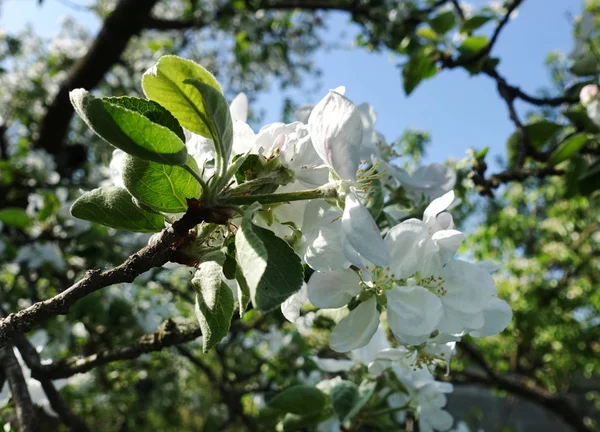 Floración de manzanos — Foto de Stock
