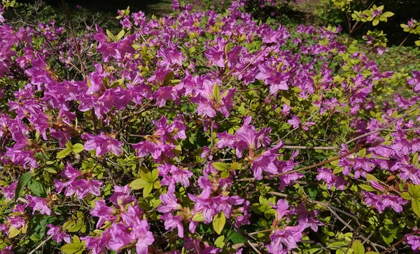 Muhteşem bloom, pembe ormangülü bahar bahçesinde bir çalı. Ormangülü poukhanense Levl