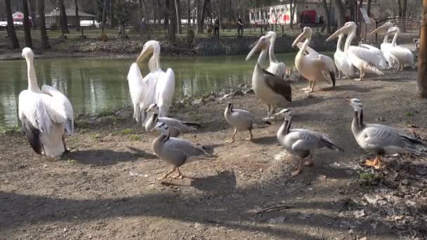 Ördekler Pelikanlar Hayvanat Bahçesi Ile Bir Manzara — Stok video