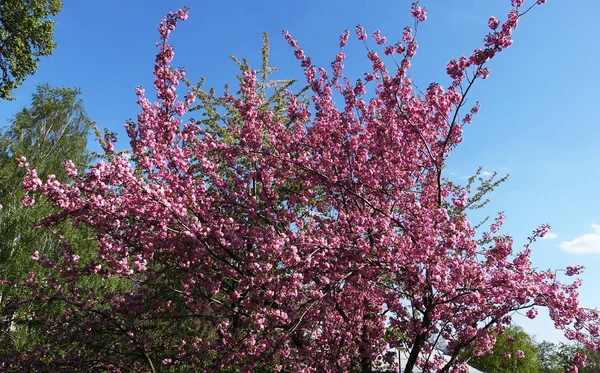 Sakura Tree Blooms Spring Sunny Day — Stock Photo, Image