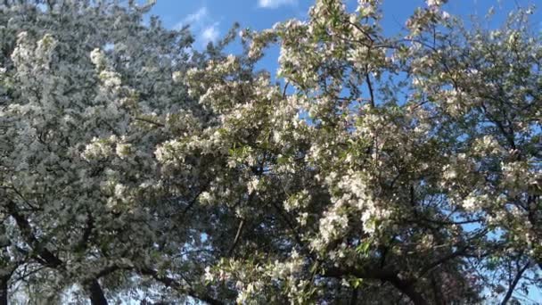 Цветущие Белые Яблони Фоне Сине Зеленого Ясный День — стоковое видео