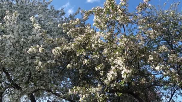 Bloeiende Witte Appelbomen Tegen Achtergrond Van Een Blauwgroene Een Heldere — Stockvideo