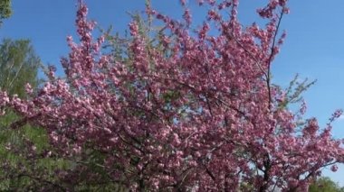 Sakura ağacı çiçek güneşli bir bahar