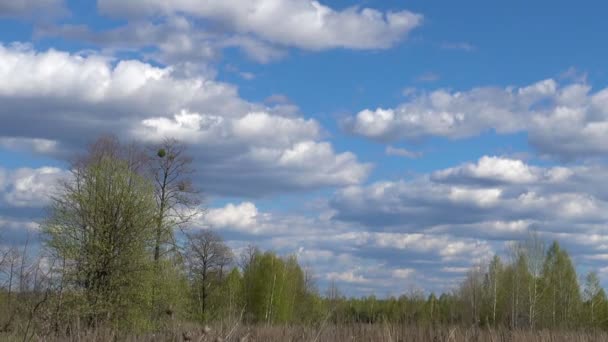 開花の葉で春木と雲と青空 — ストック動画