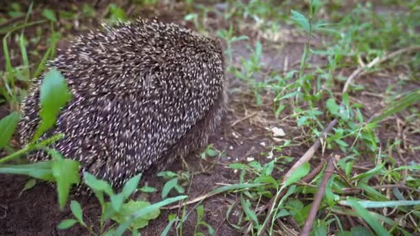 The spiny hedgehog leaves on the grass — Stock Video