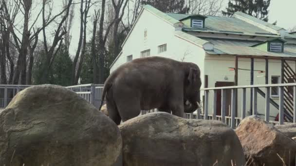 Elefante no zoológico — Vídeo de Stock