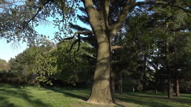 Grand Vieux Chêne Debout Sur Une Colline Printemps Laisse Sortir — Video