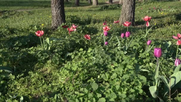 Lente in de tuin. Bloesem tulpen in de open lucht — Stockvideo