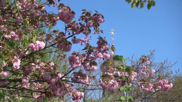 Цветущая ветвь розового дерева на фоне купола Православной Церкви — стоковое видео