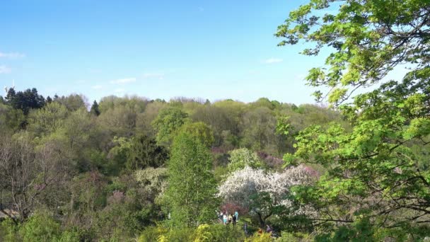 Blütezeit der Bäume im Frühling im Botanischen Garten — Stockvideo