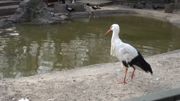 Білий лелека стоїть на землі біля ставка. Качки біля води — стокове відео