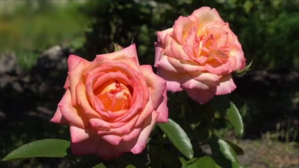 Красиві рожеві троянди в саду — стокове відео
