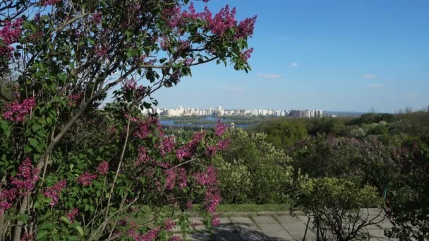 Botaniska trädgården i Kiev. Lila buskar — Stockvideo