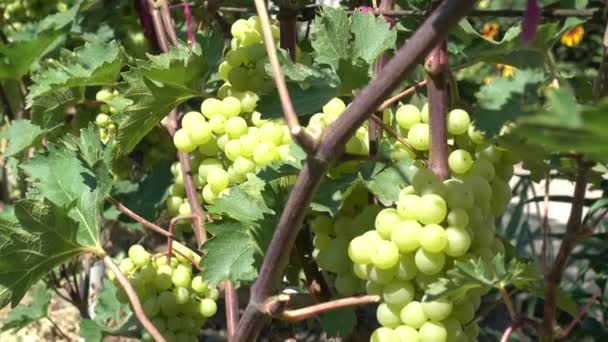 Bunch Grapes Hanging Vine Back Lit — Stock Video