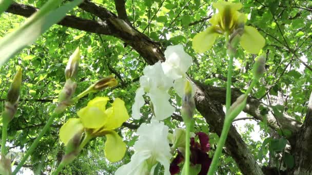 Jogando Luz Solar Nas Flores Íris Jardim — Vídeo de Stock