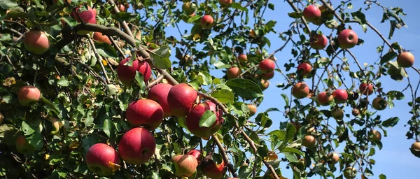 Red apples hanging on branches on an apple tree — Stock Photo, Image