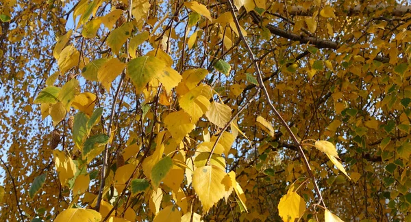 Autumn yellow birch leaves lit by the sun — Stock Photo, Image