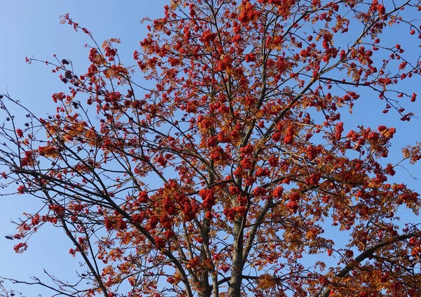 Красные роуэн ягоды осенью на дереве — стоковое фото